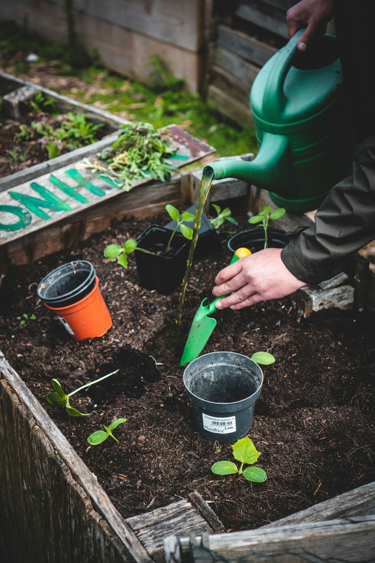 Person planter småplanter i bed utendørs