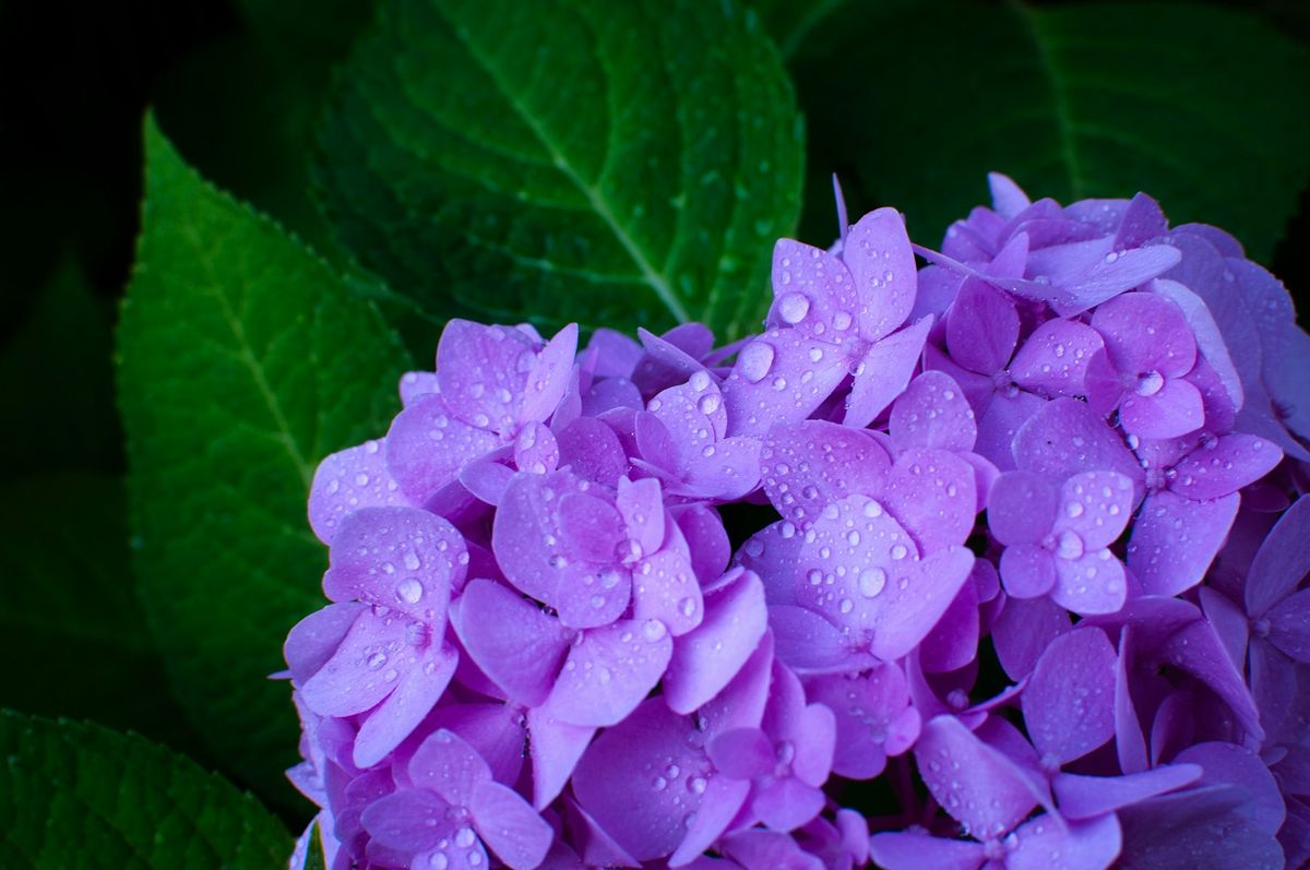 Hortensia (Hydrangea) i full blomst