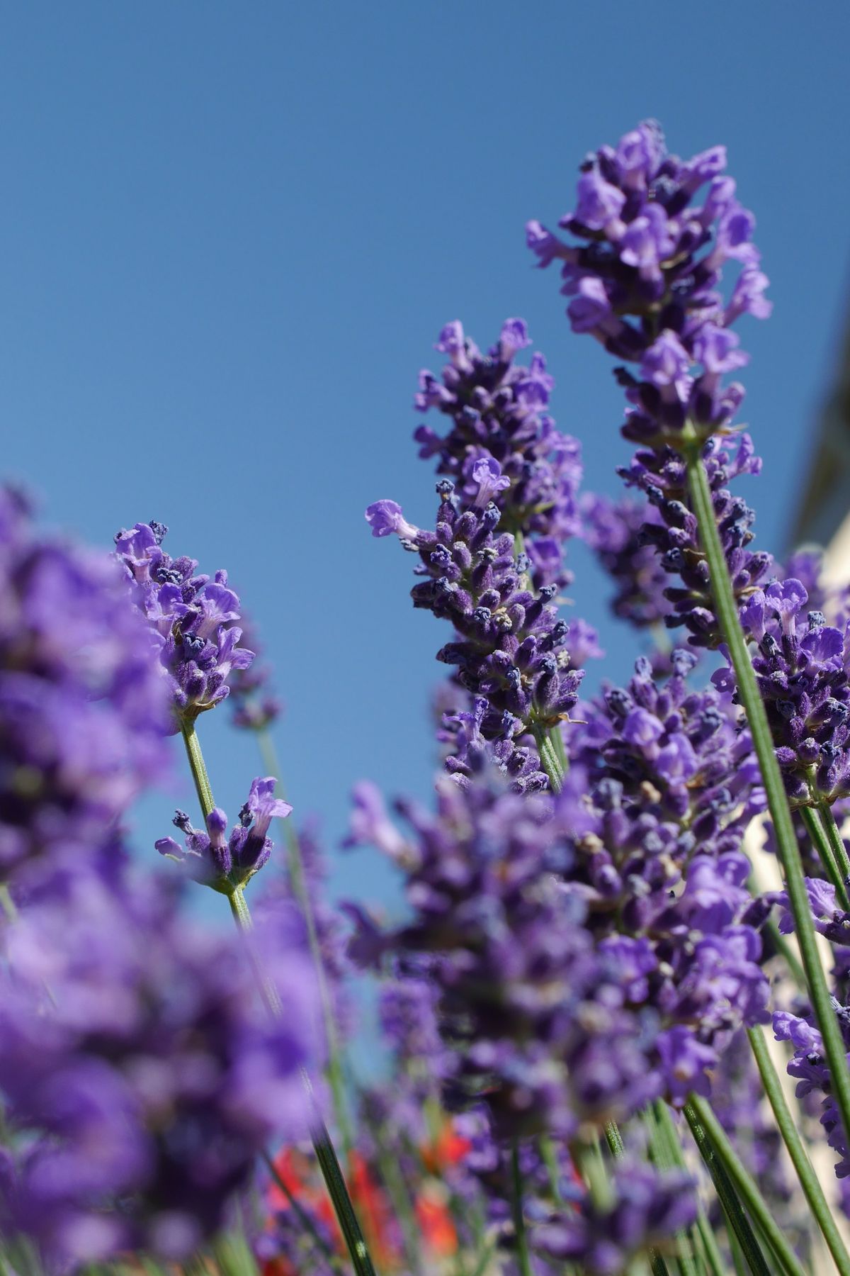 Nærfoto av lavendelblomst med lilla blomster