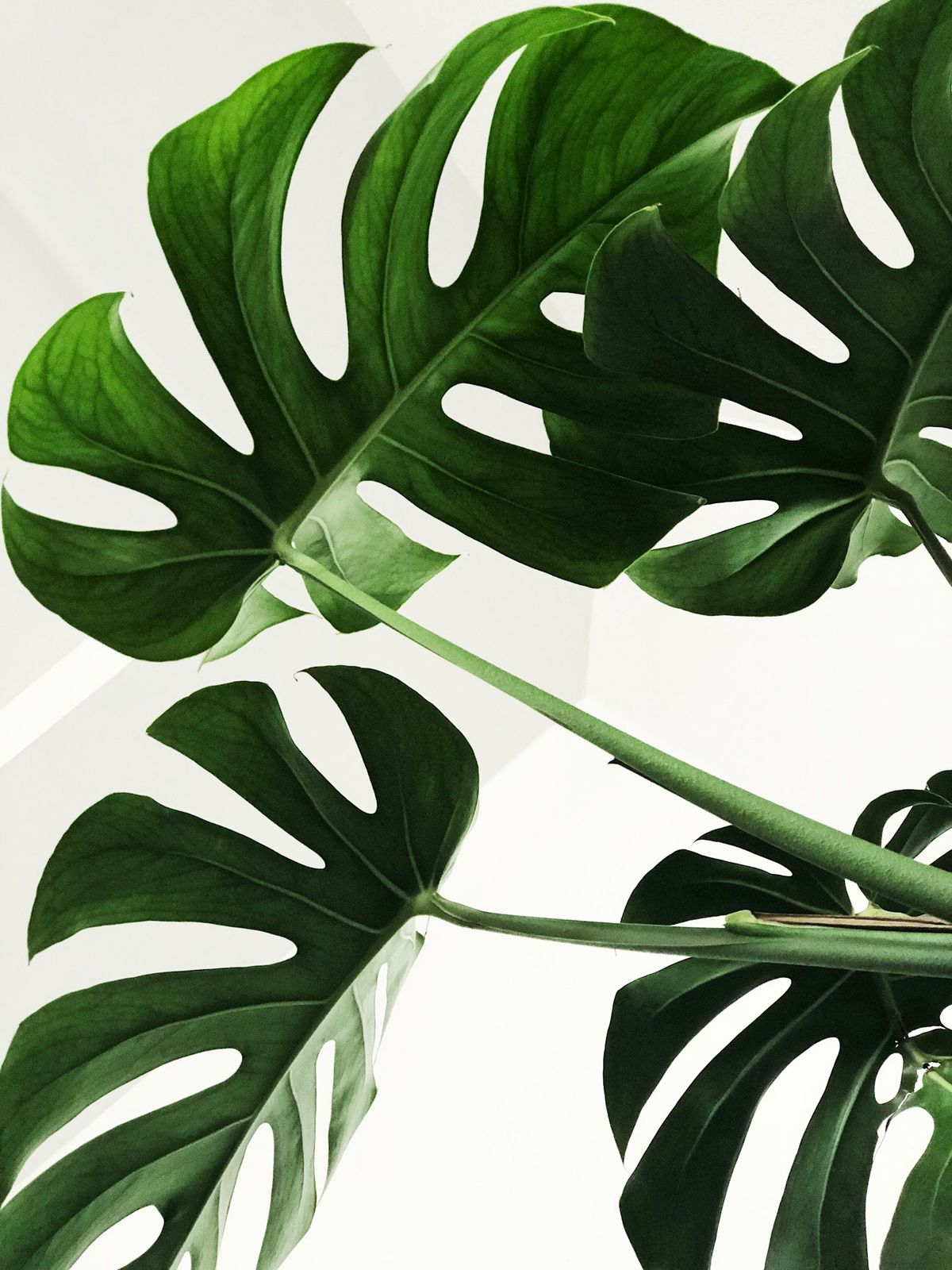 Monstera stikkling med node klar for formering