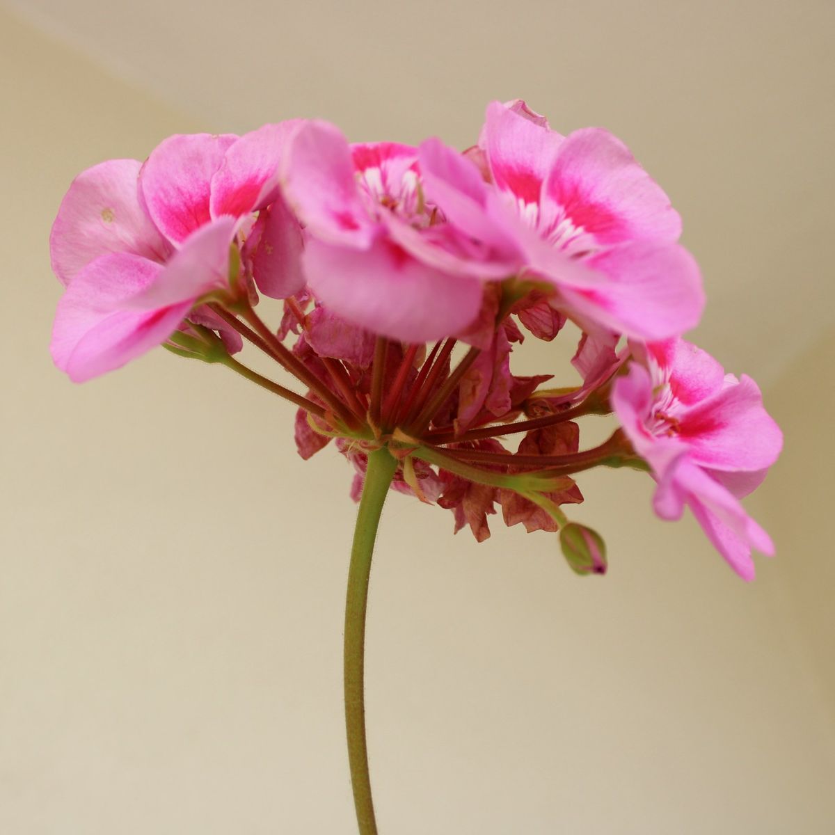 Rosa pelargonia-blomster på stilk