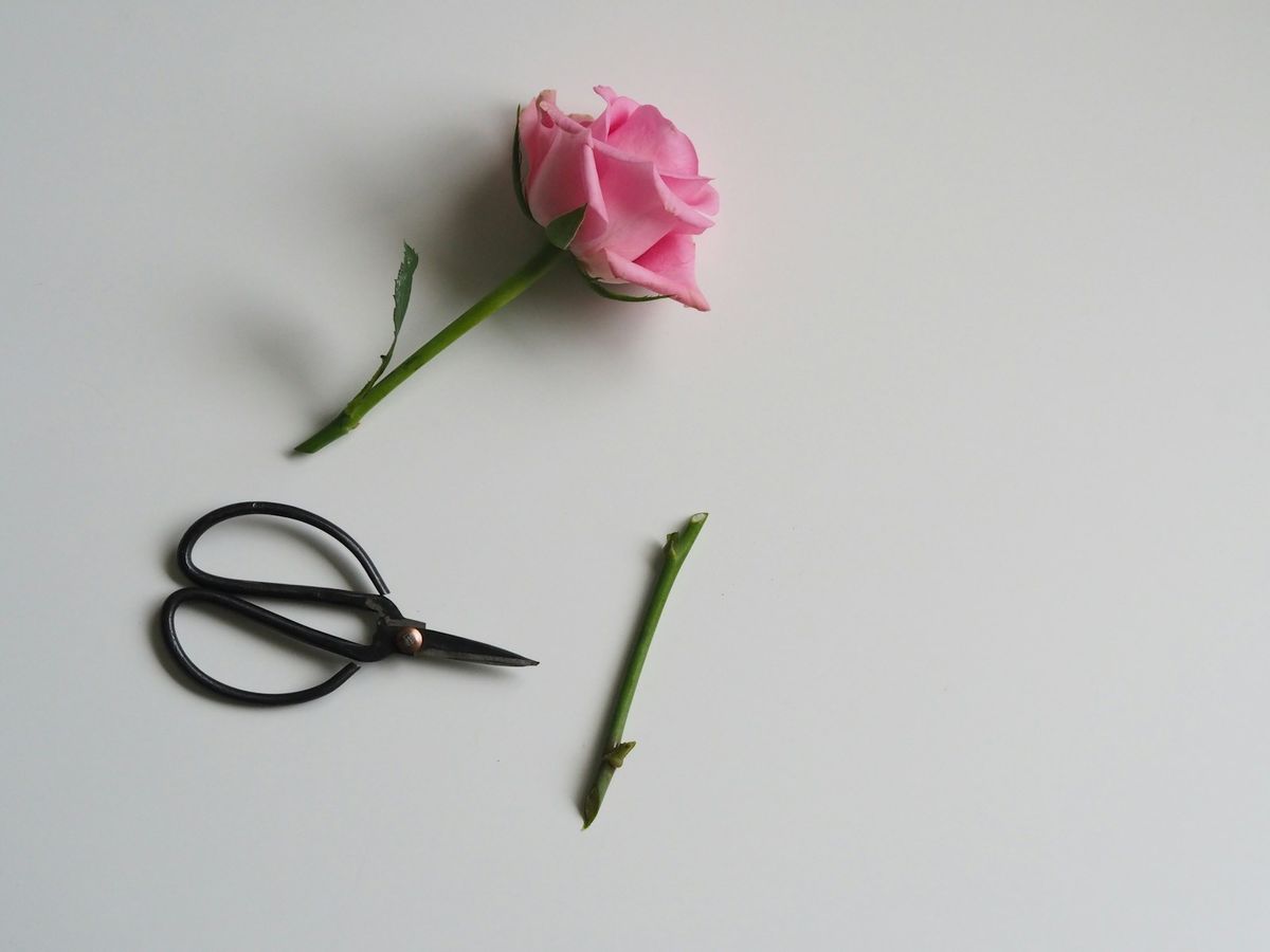 Rosa rosestikkling ved siden av saks på hvit bakgrunn