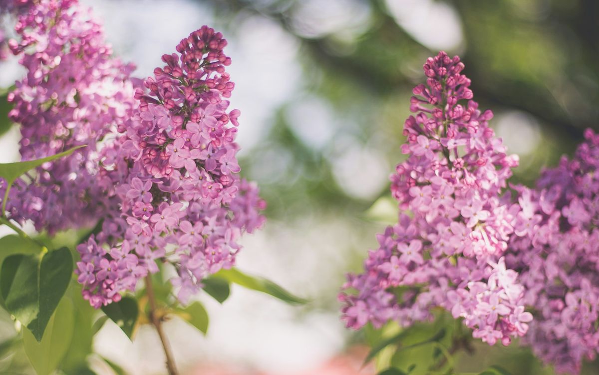 Lilla og rosa syrinblomster i full blomst om våren