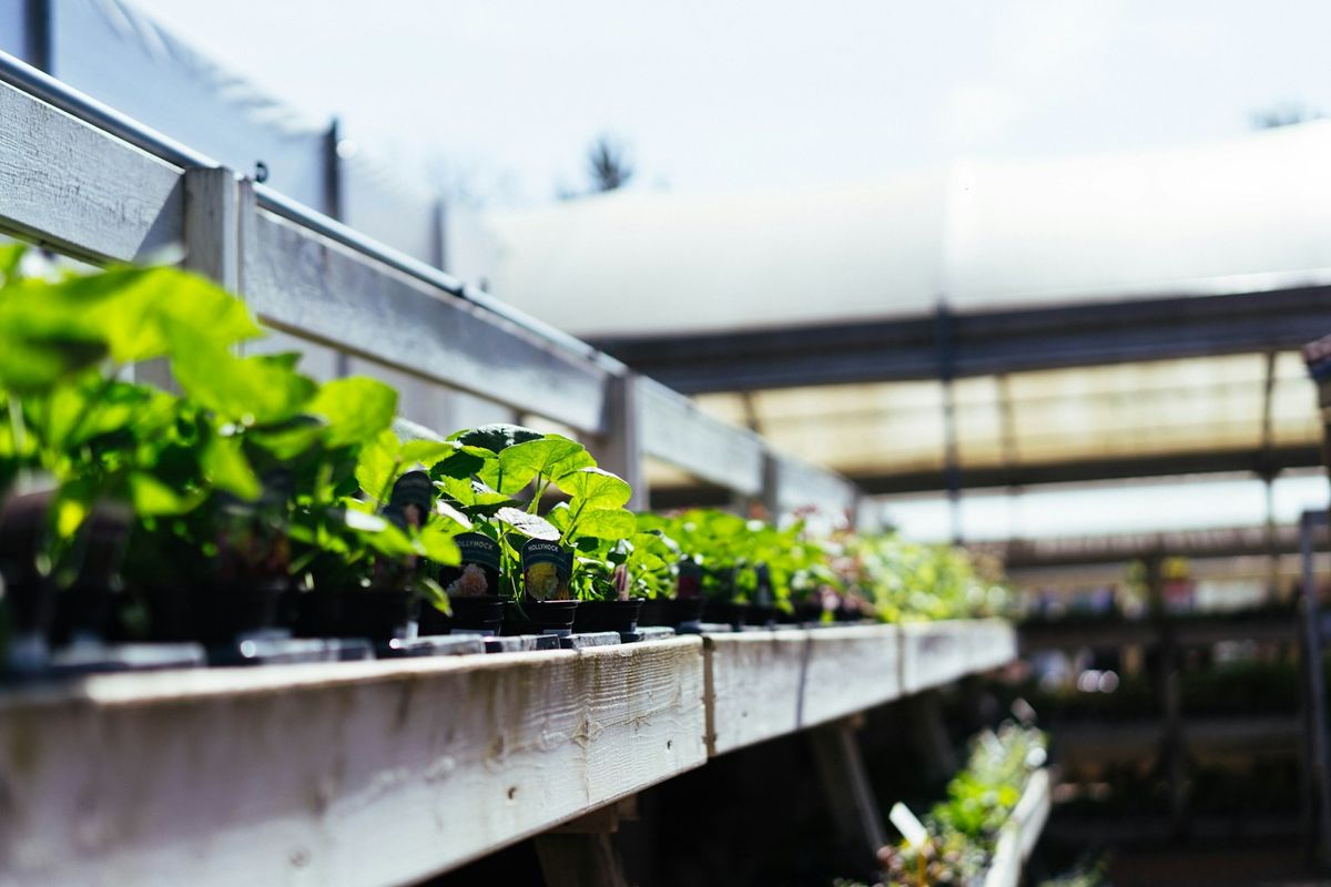 Rader med grønne planter i planteskolens drivhus