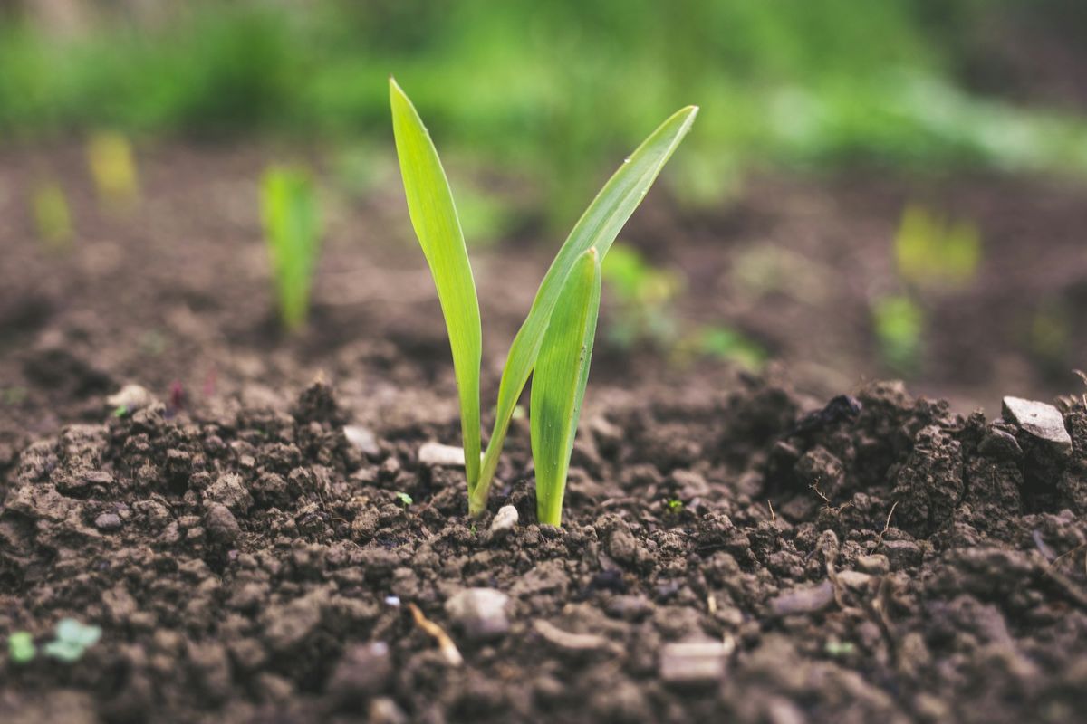 Grønn plante spirer opp av jord