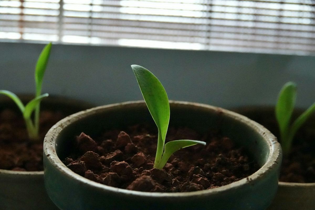Tre unge planter som spirer i små potter med jord