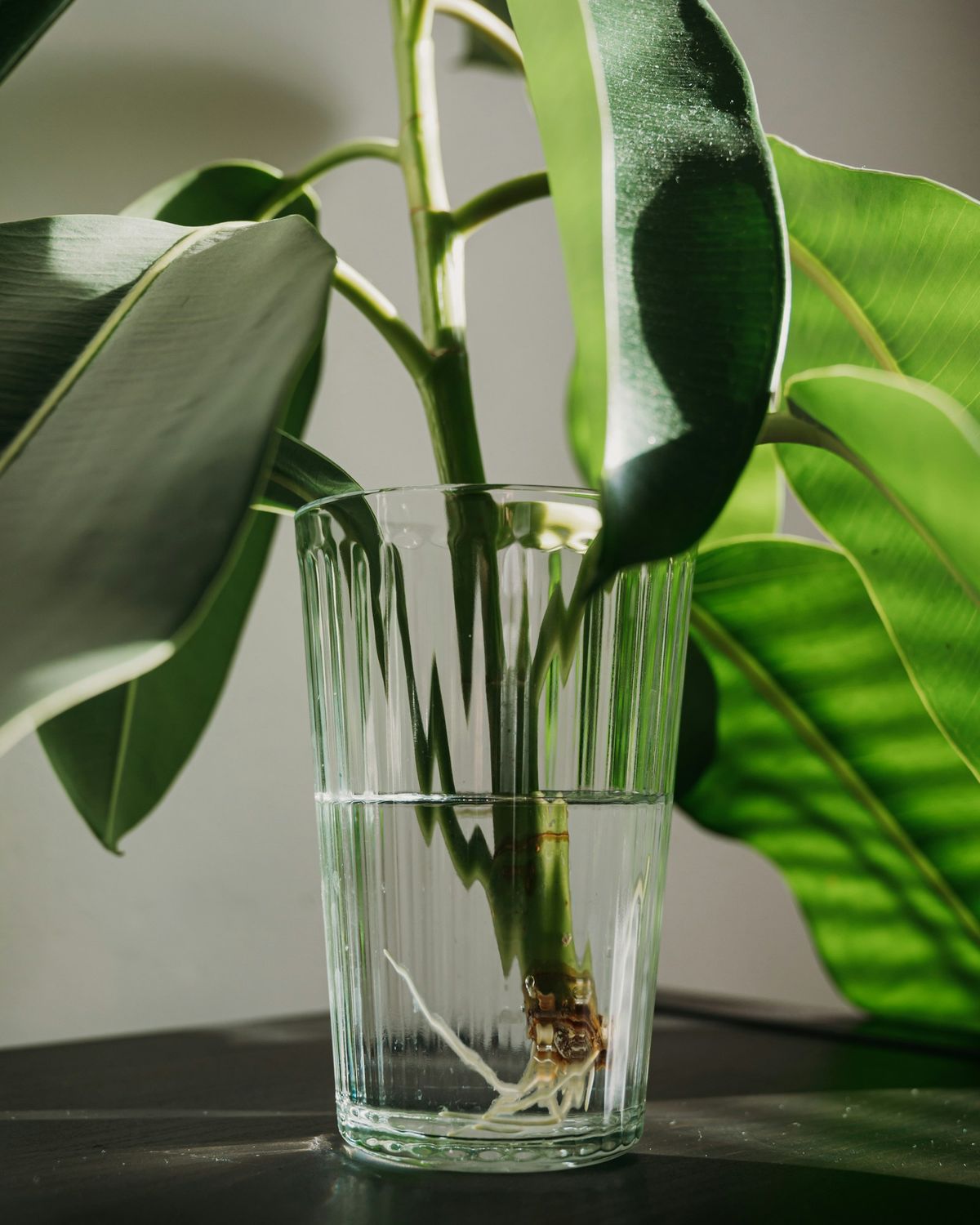 Plante i glass med vann på bord