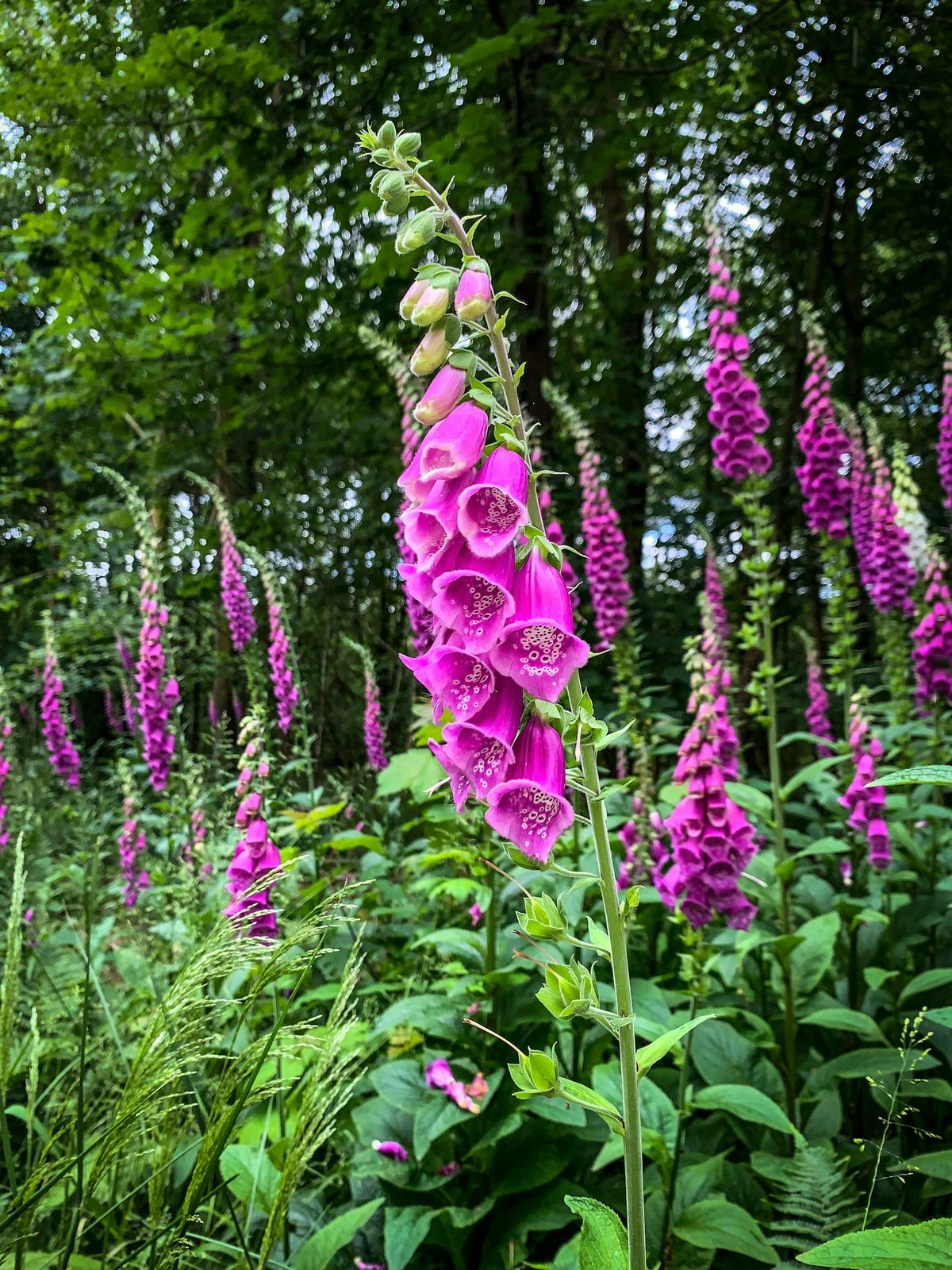 Fingerbøl (Digitalis purpurea) med høye aks av lilla rørformede blomster