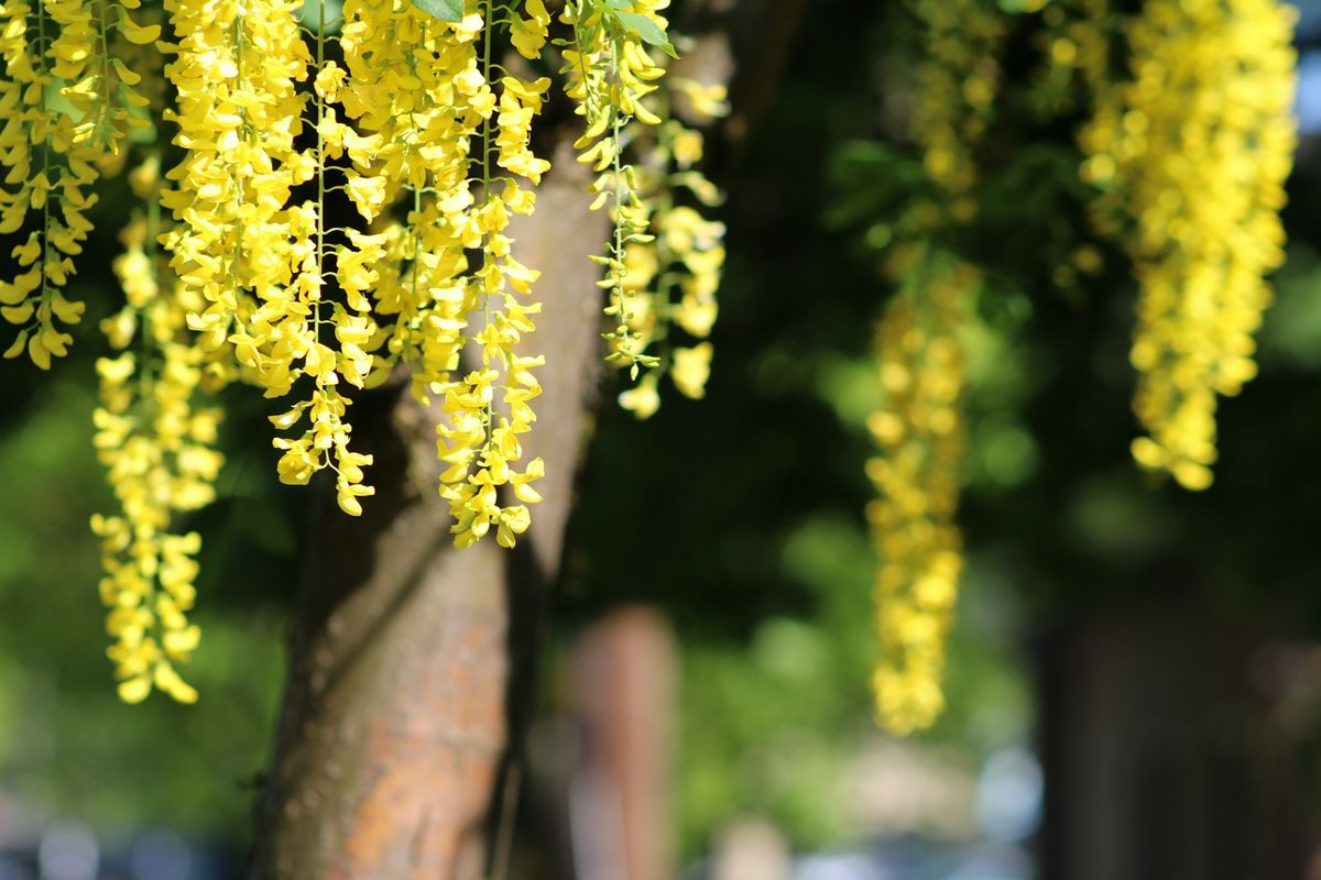 Gullregn (Laburnum) med hengende gule blomsterklaser
