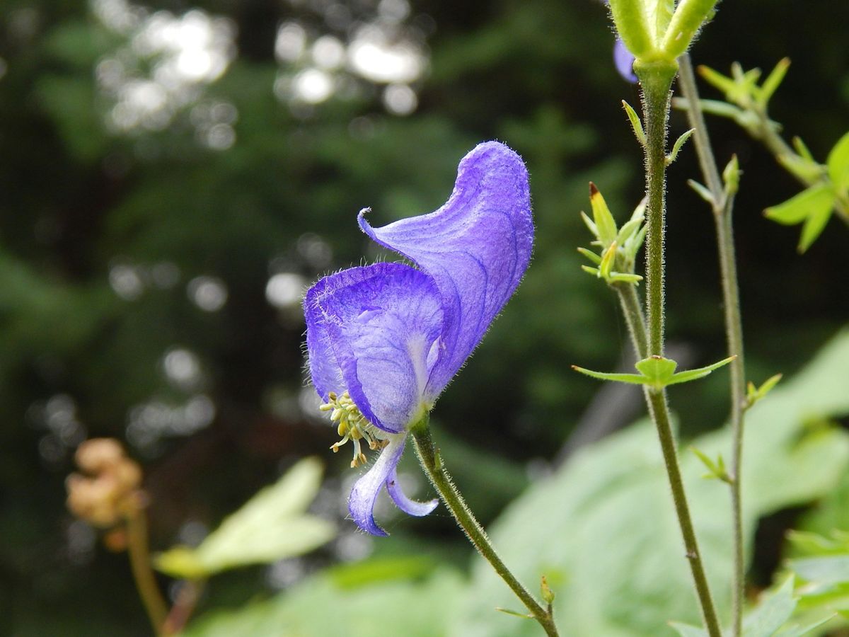 Stormhatt (Aconitum) med karakteristisk blålilla, hjelmformet blomst