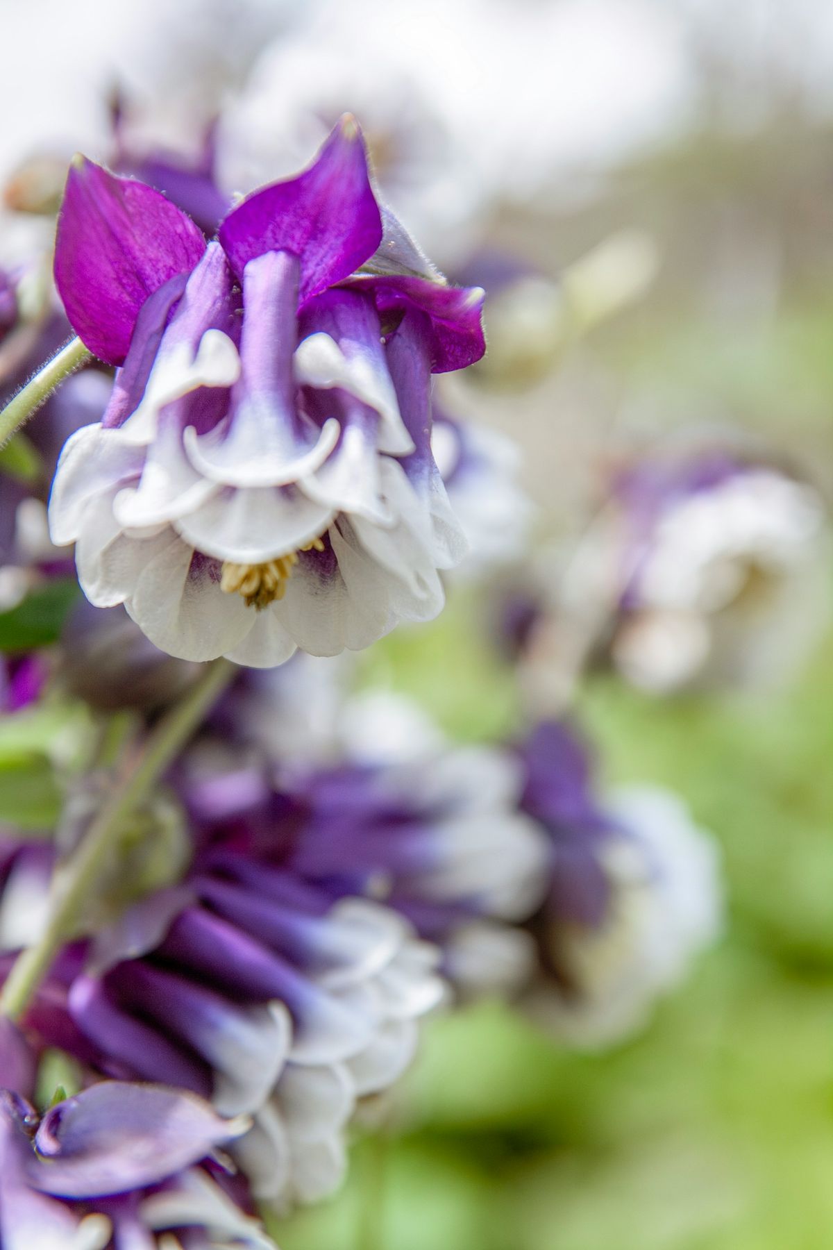 Lilla og hvite akeleie-blomster