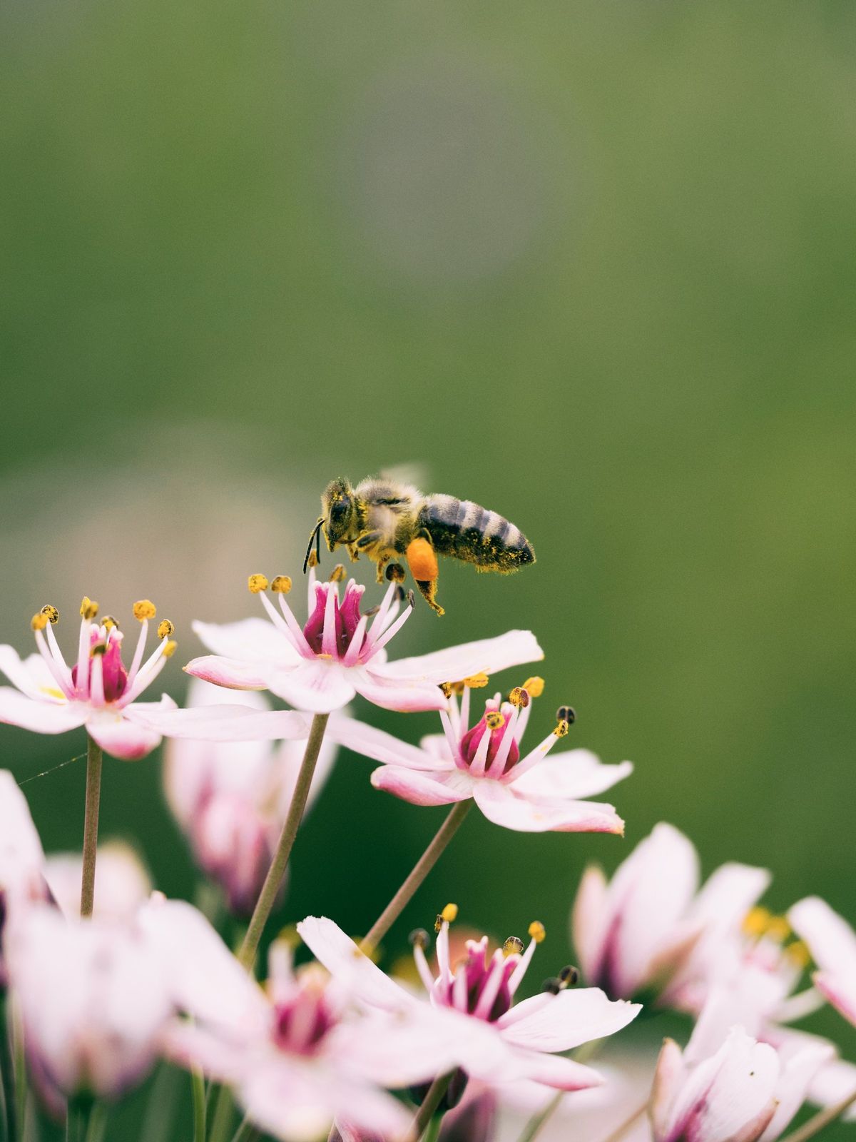 Nærbilde av bie på blomst