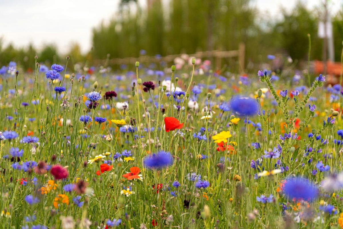 Røde og blå blomster på grønn eng