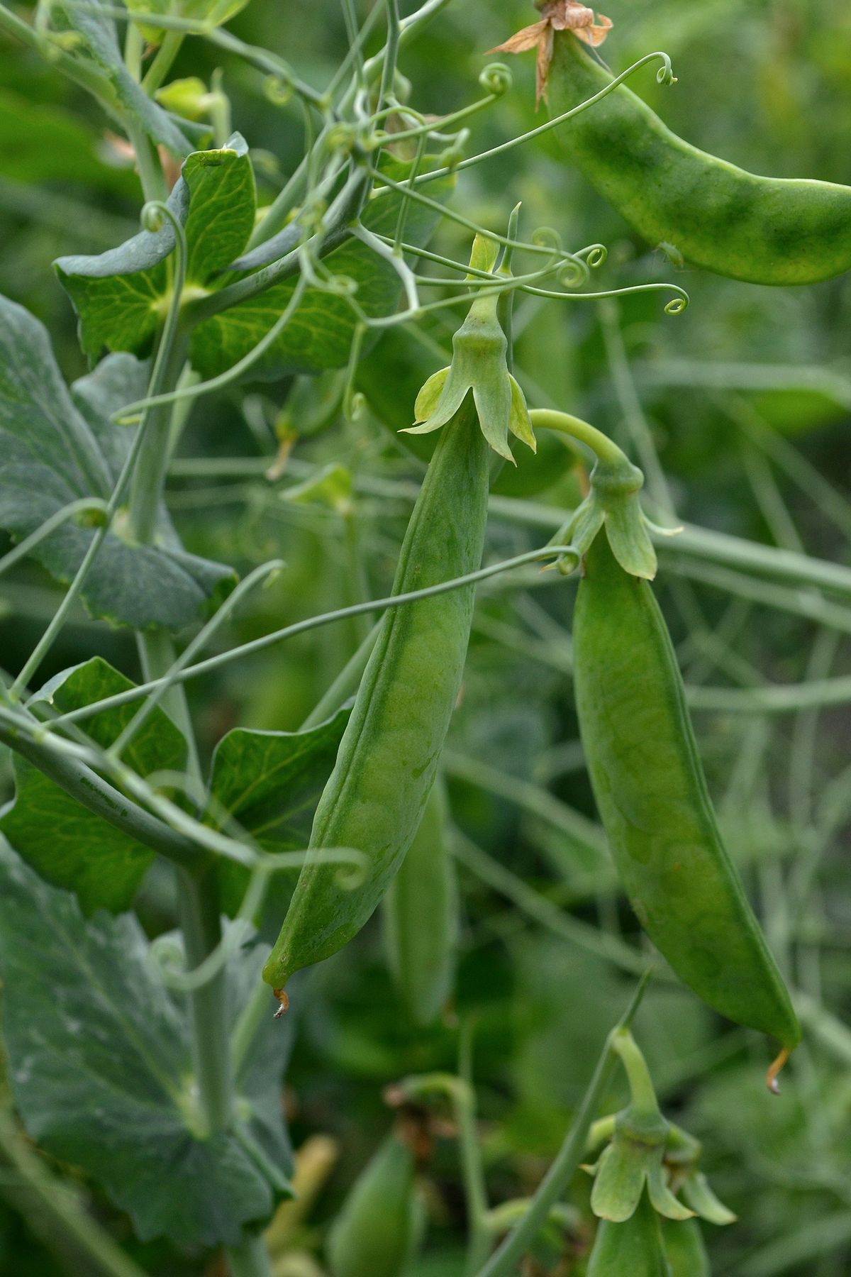 Nærbilde av grønne erter på planten