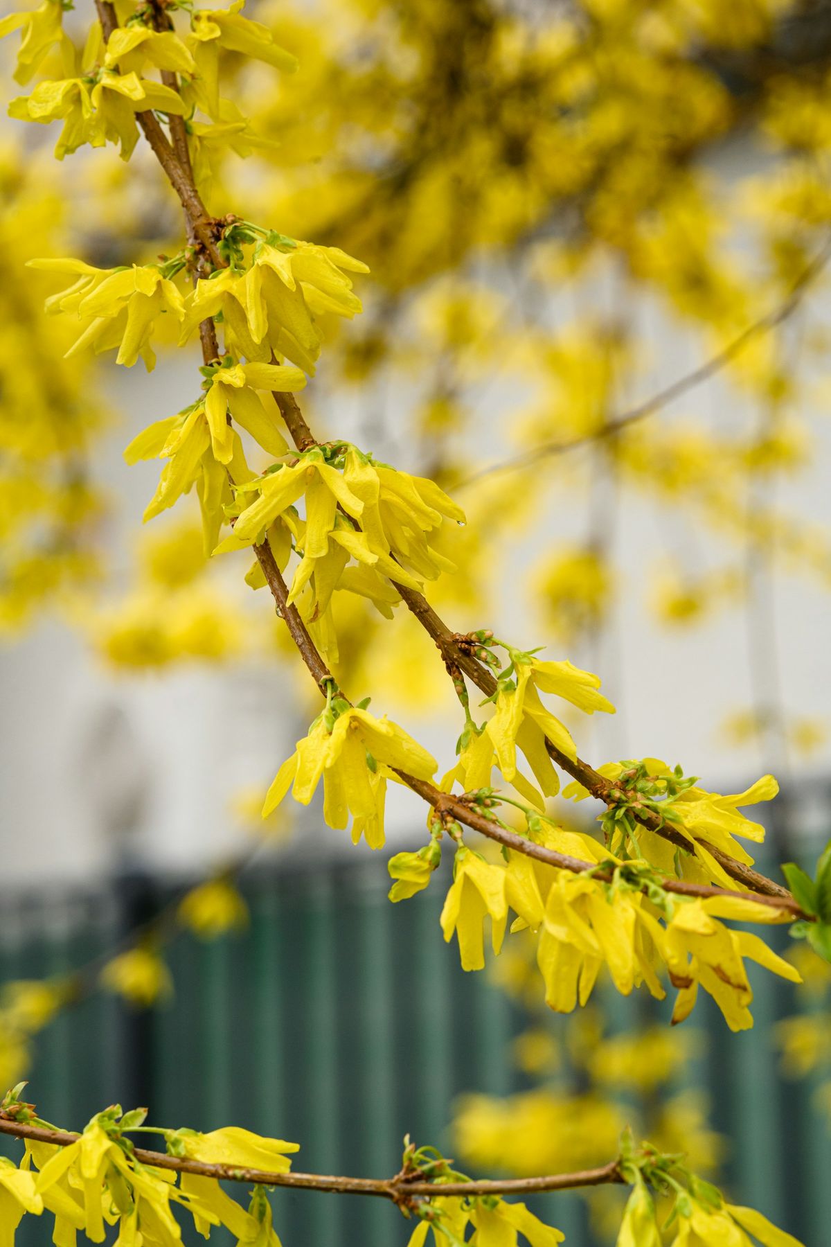 Forsythiagrein med gule blomster foran bygning