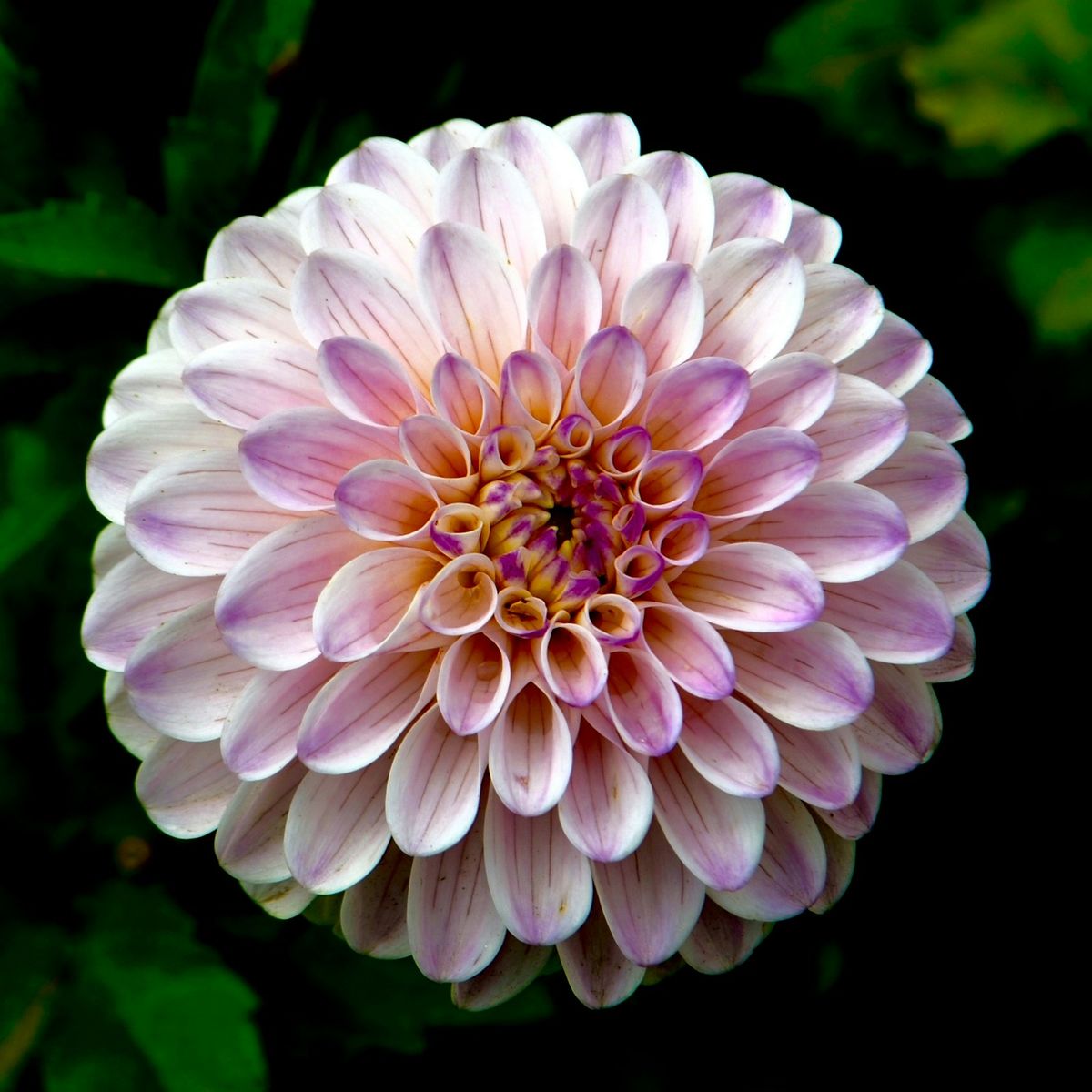 Lilla og hvit dahlia-blomst