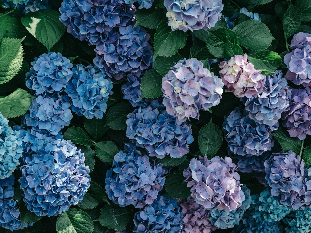 Lilla og hvite hortensiaer i blomst