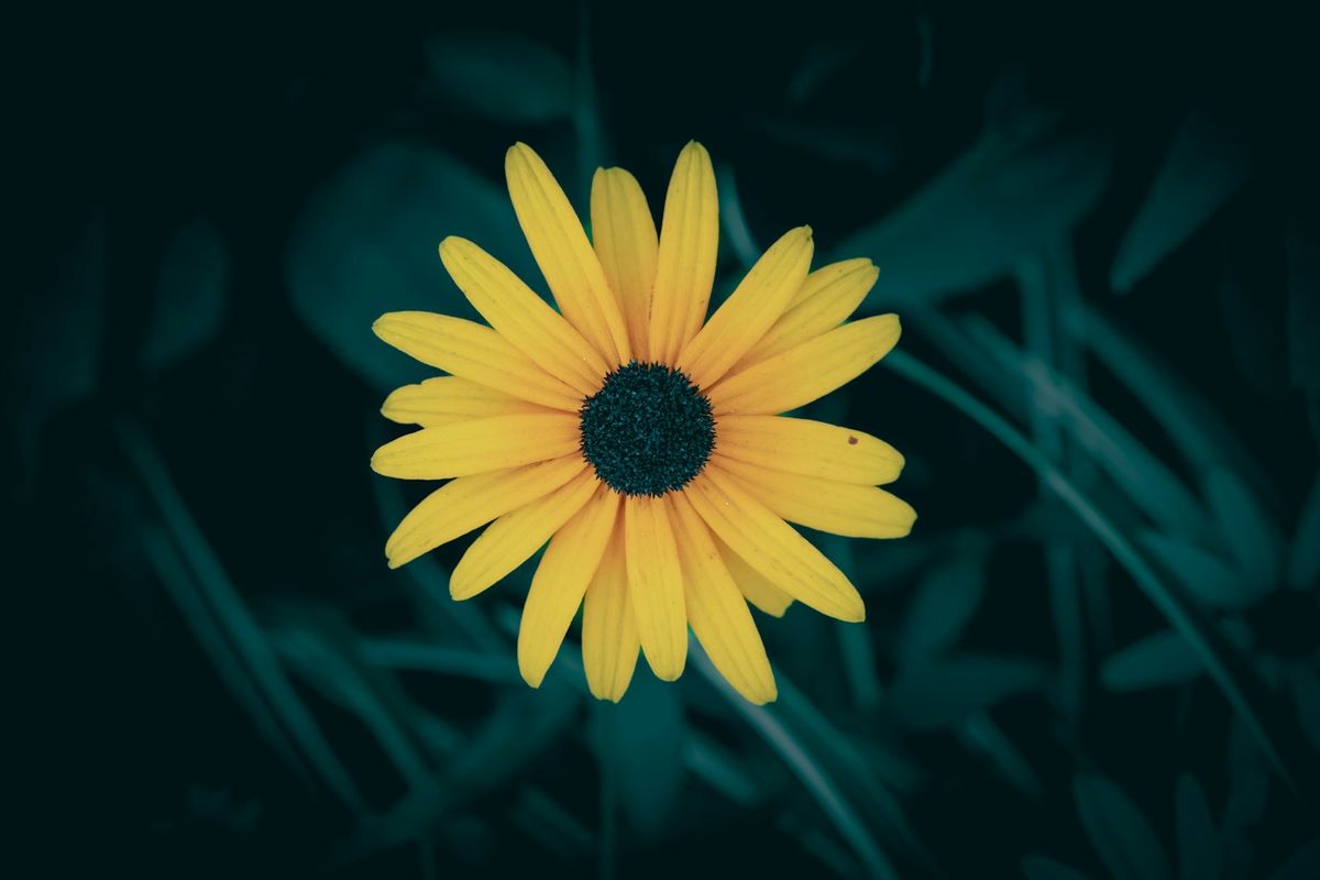 Gul jordskokk-blomst som ligner solsikke