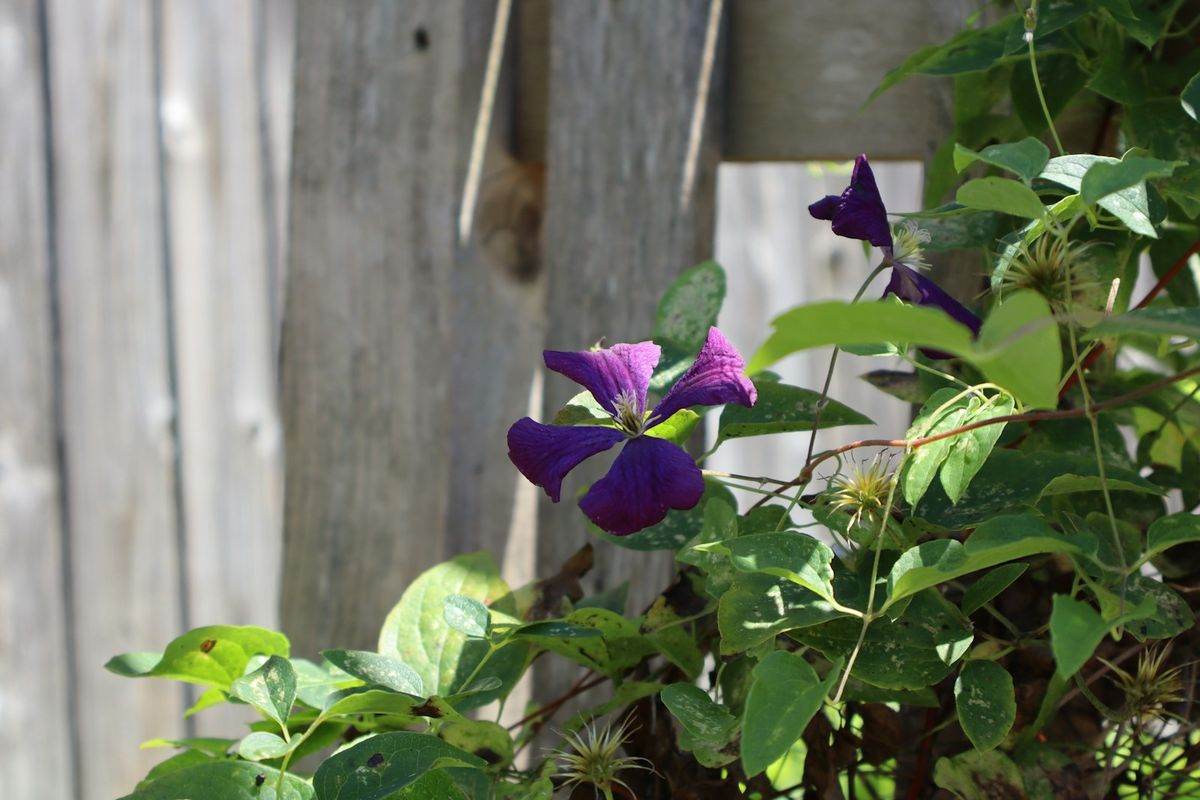 Lilla klematis i blomst mot et tregjerde