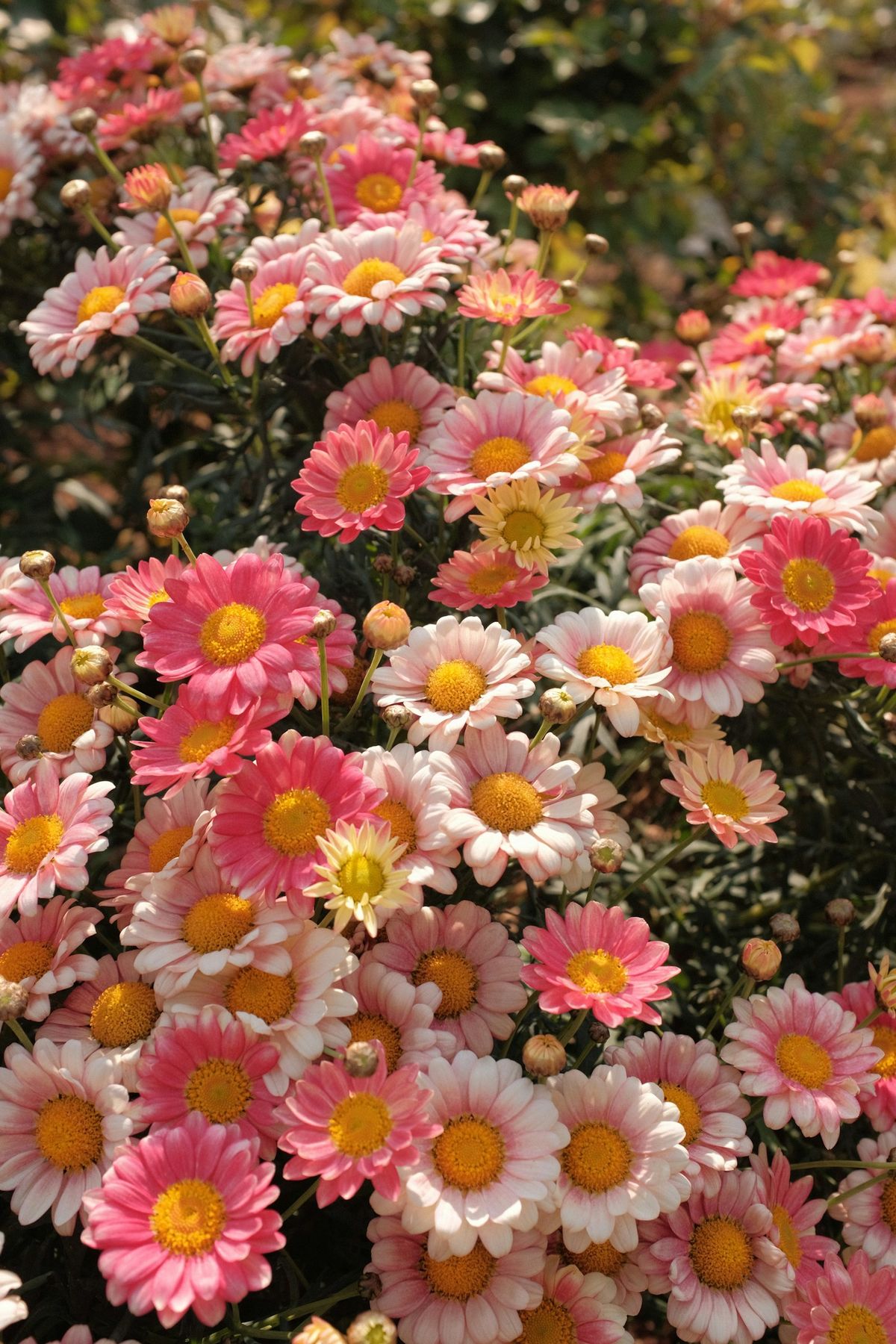 Rosa og gule krysantemumblomster i hage