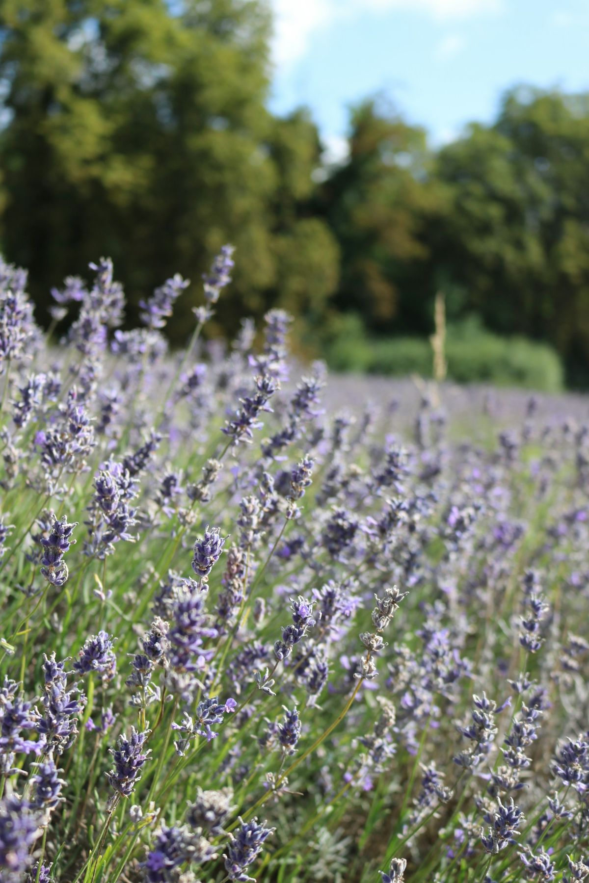Lavendelfelt i blomst med trær i bakgrunnen