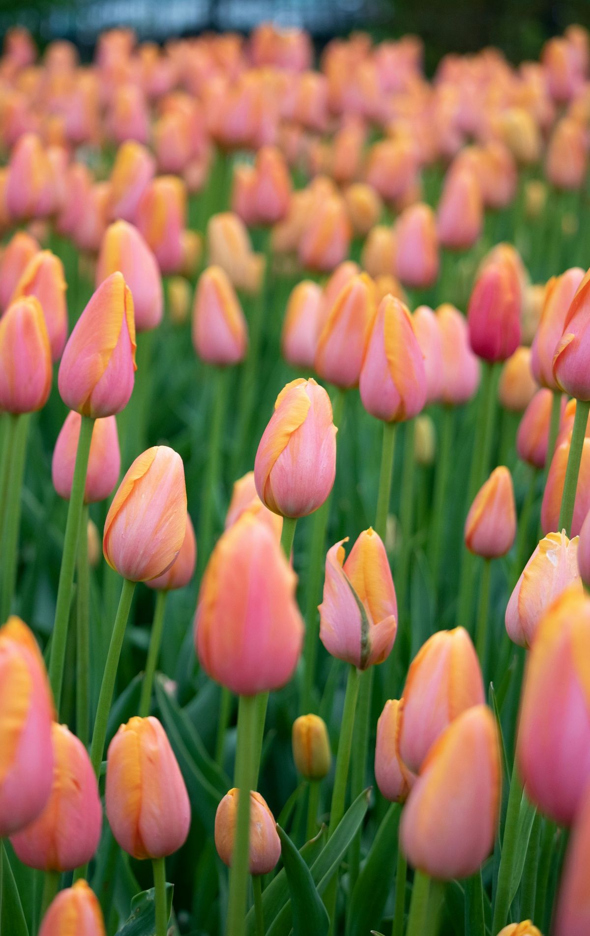 Rosa tulipanåker i full blomst