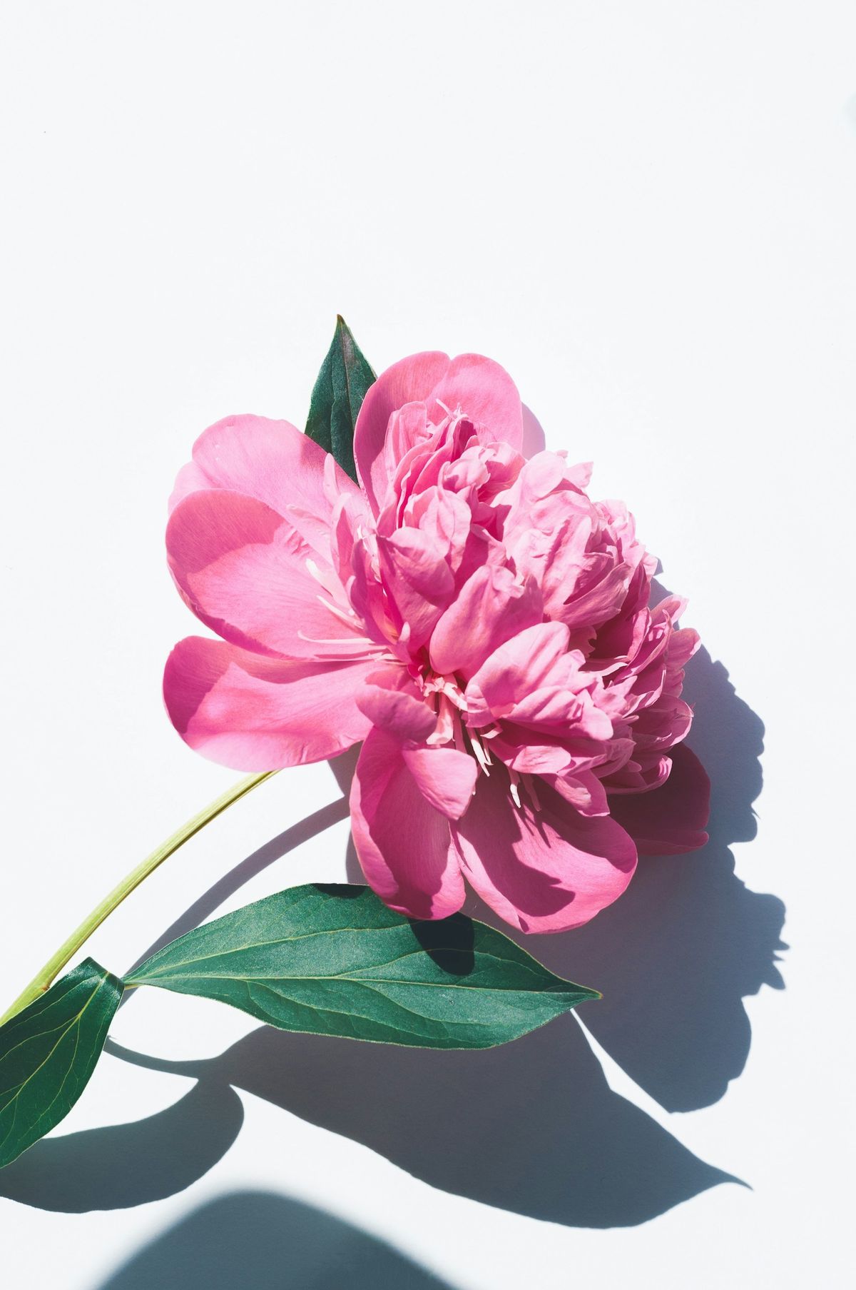 Rosa peon-blomster i nærbilde
