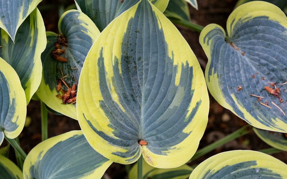 Variert hosta med blå-grønne og gule blader i skyggehage