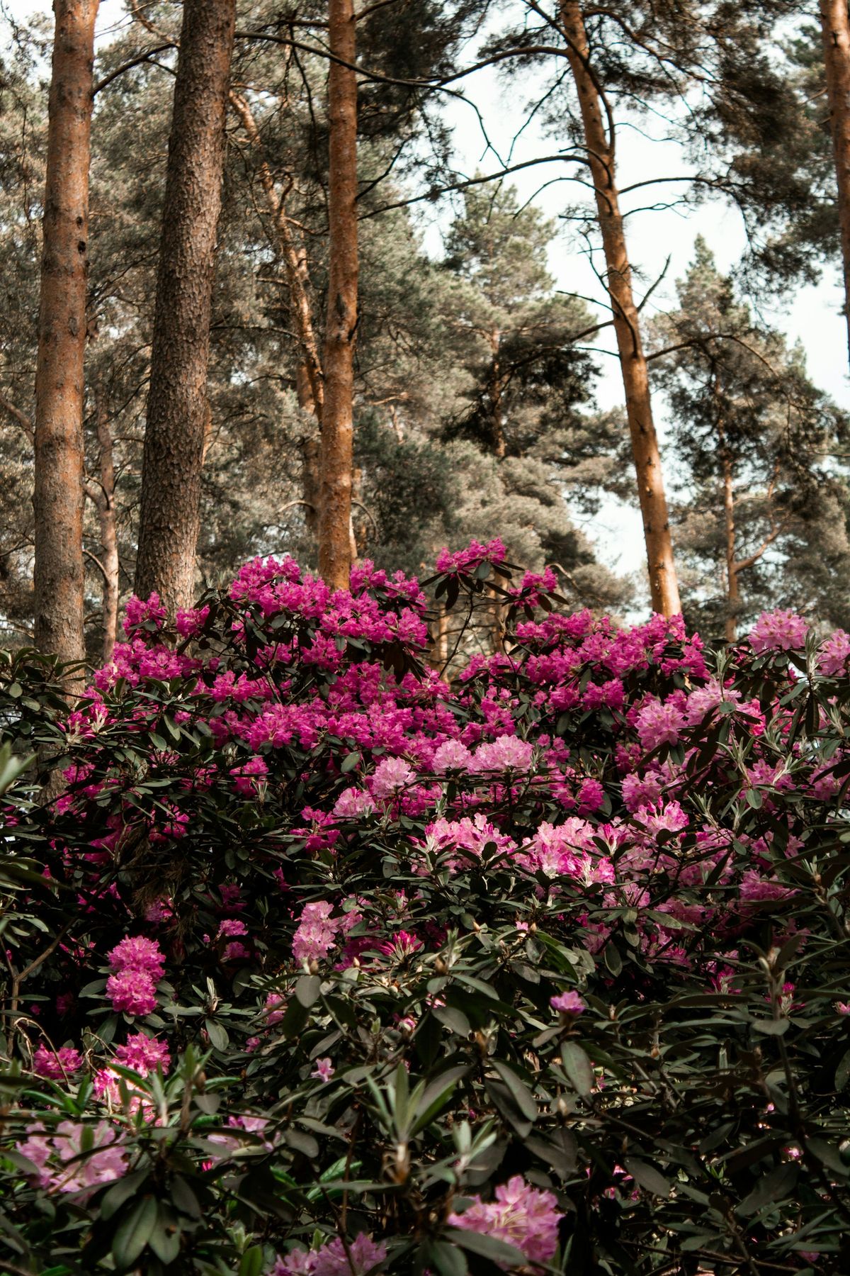 Lilla rhododendron-blomster med grønne blader