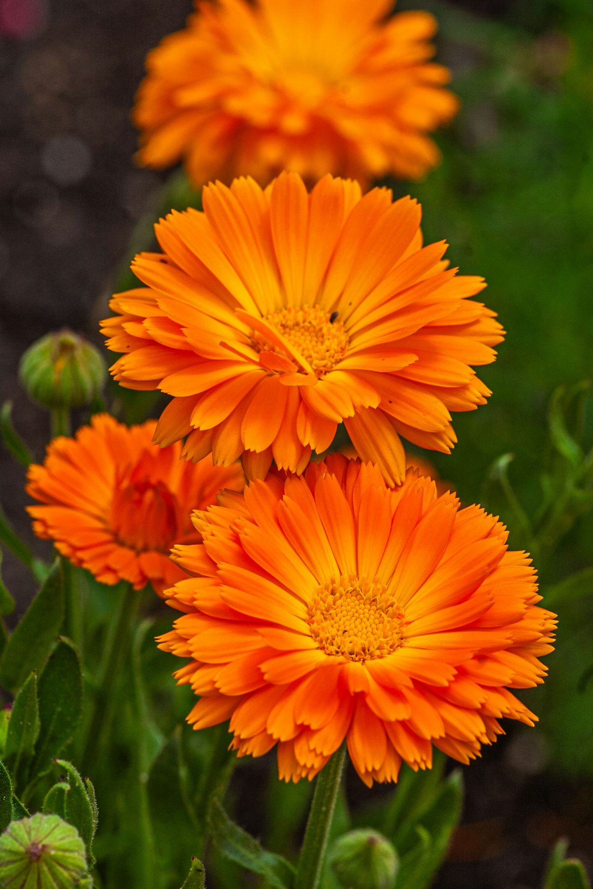 Oransje ringblomst (Calendula officinalis) i blomst