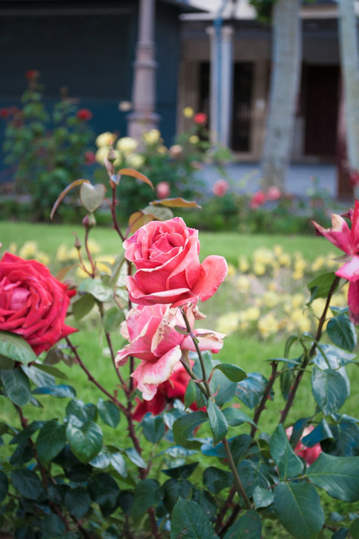 Rosebusk med rosa roser foran et hus