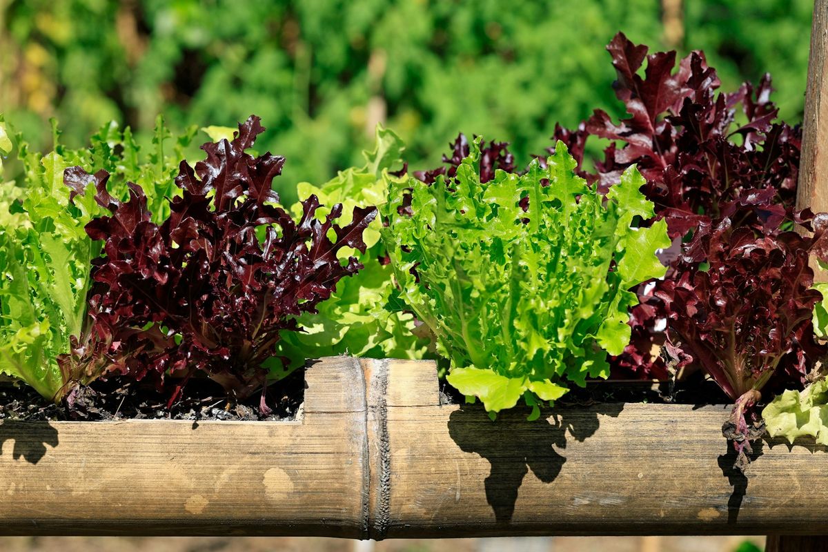 Salat i trekasse