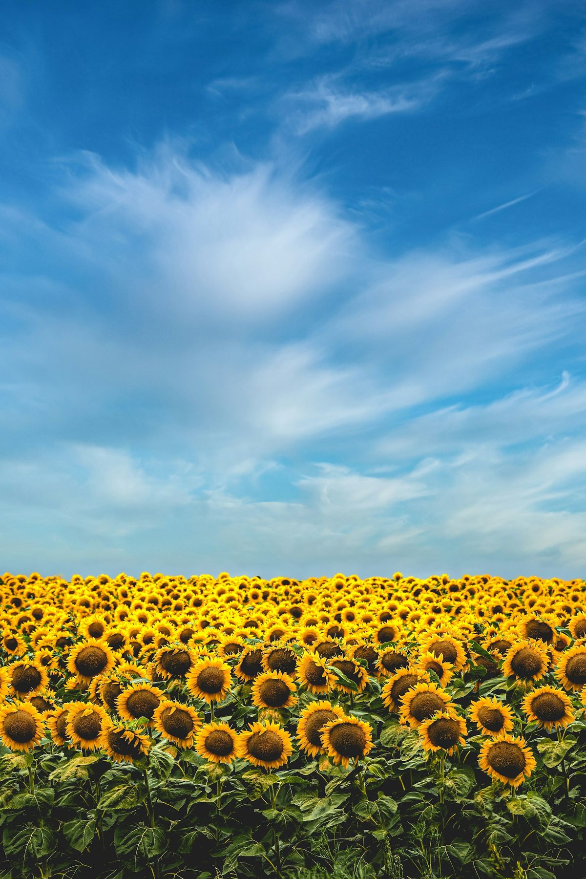 Solsikkefelt under blå himmel