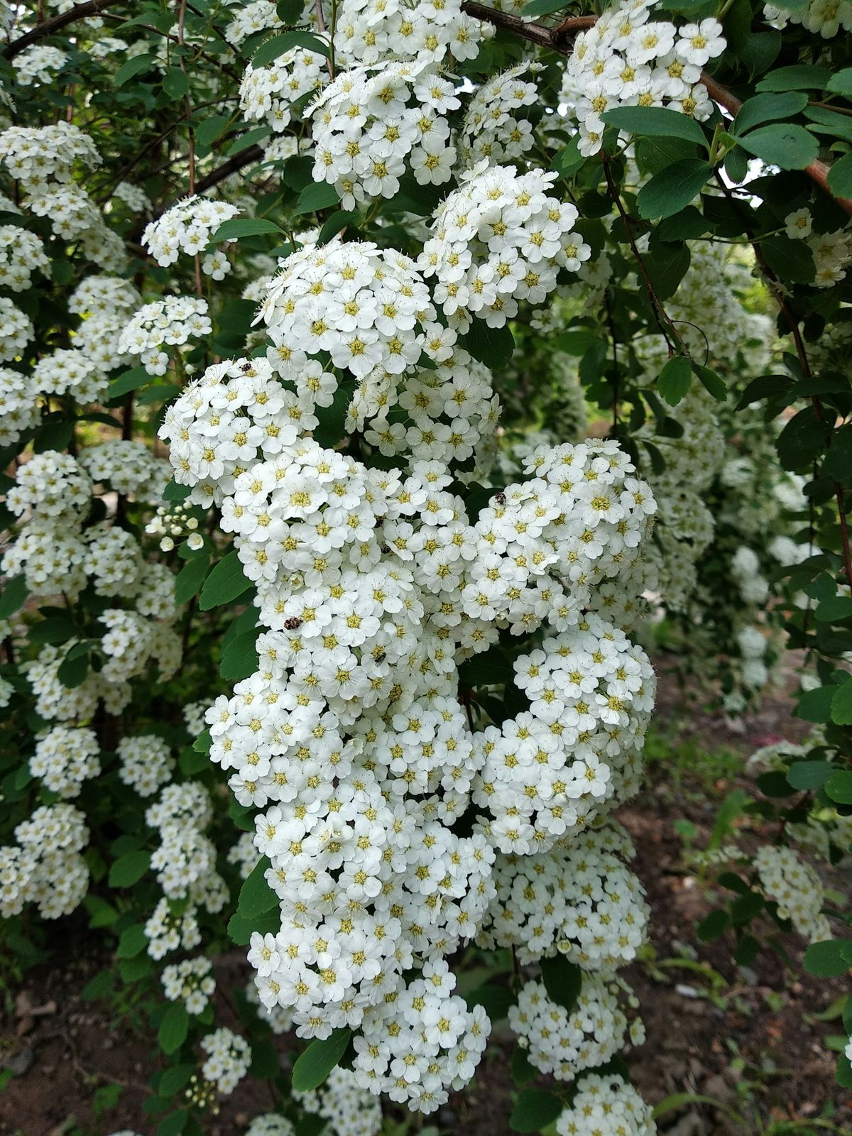 Spirebusk med hvite blomsterklaser