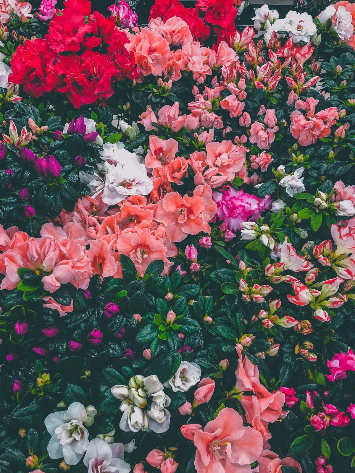Fargerike blomster i blomstrende hagebed