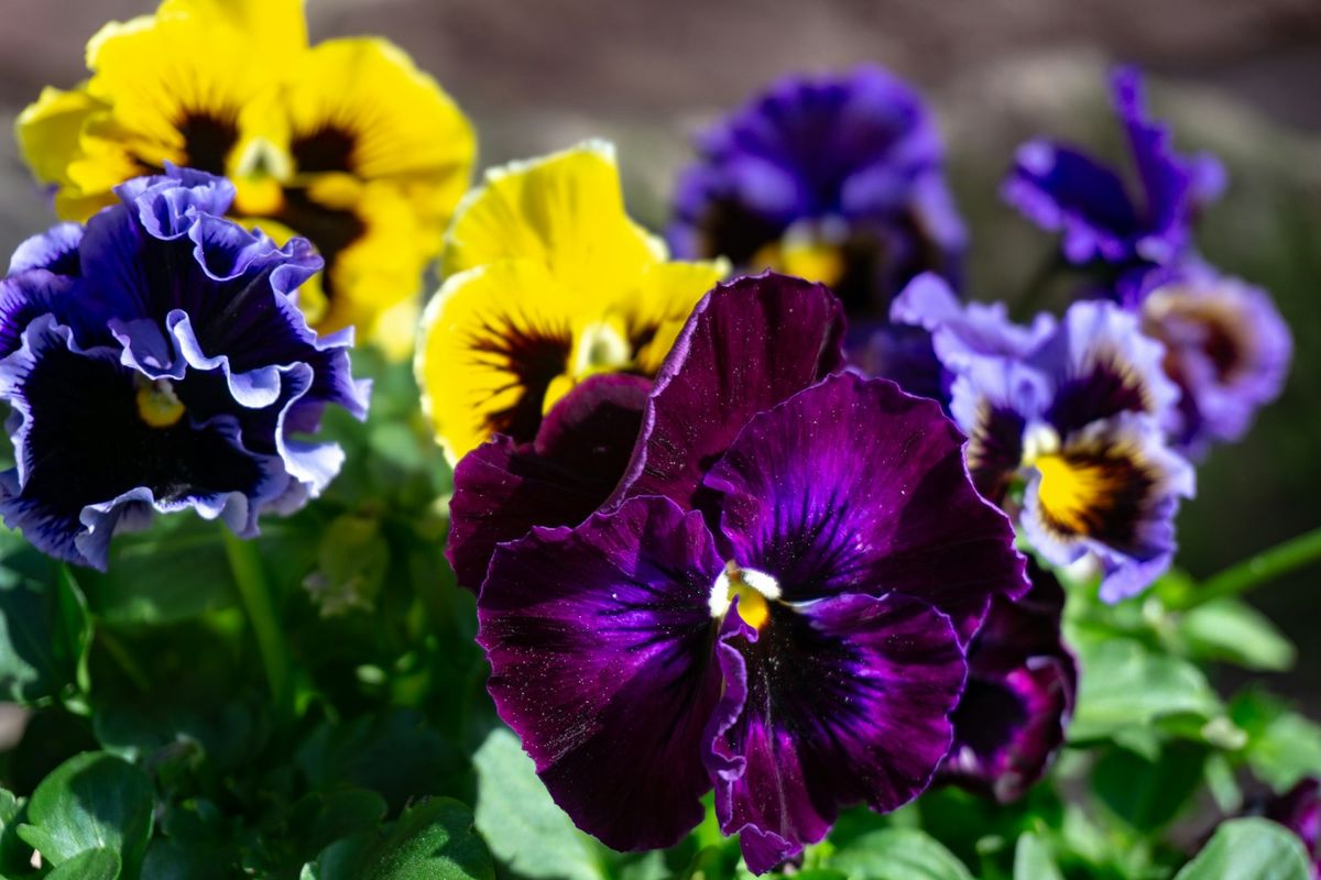 Lilla og gule stemorsblomster i hagen