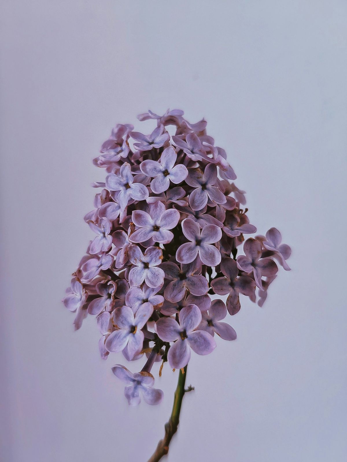 Lilla og hvite syrinblomster i nærbilde