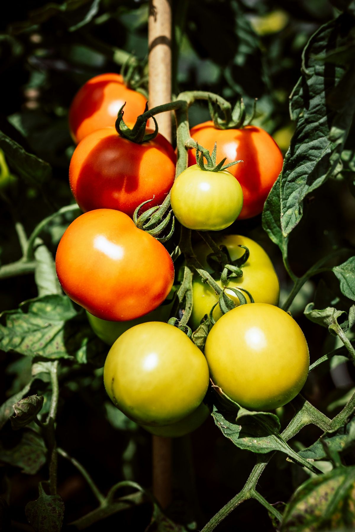 Grønne og røde tomater på planten