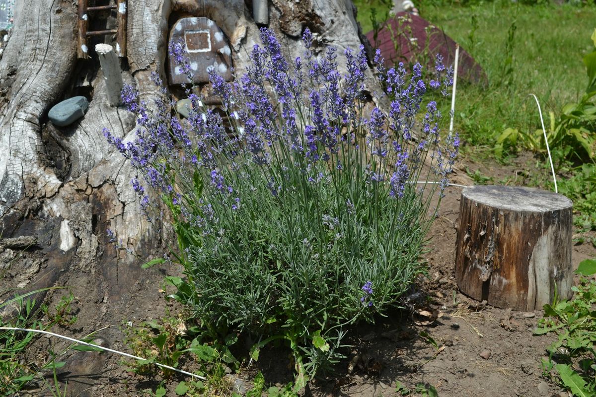 Lilla lavendelblomster ved rustikke trestubber