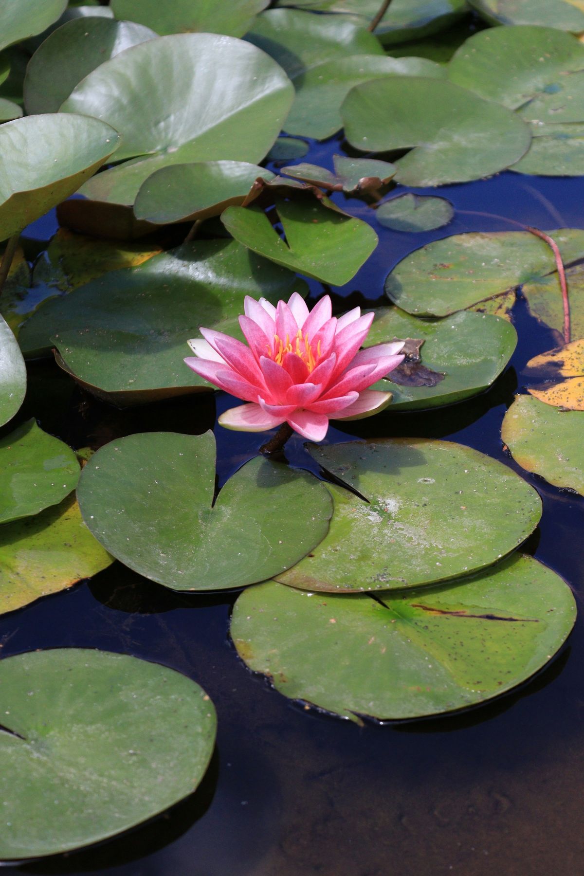 Rosa vannlilje i dam med lilyblader