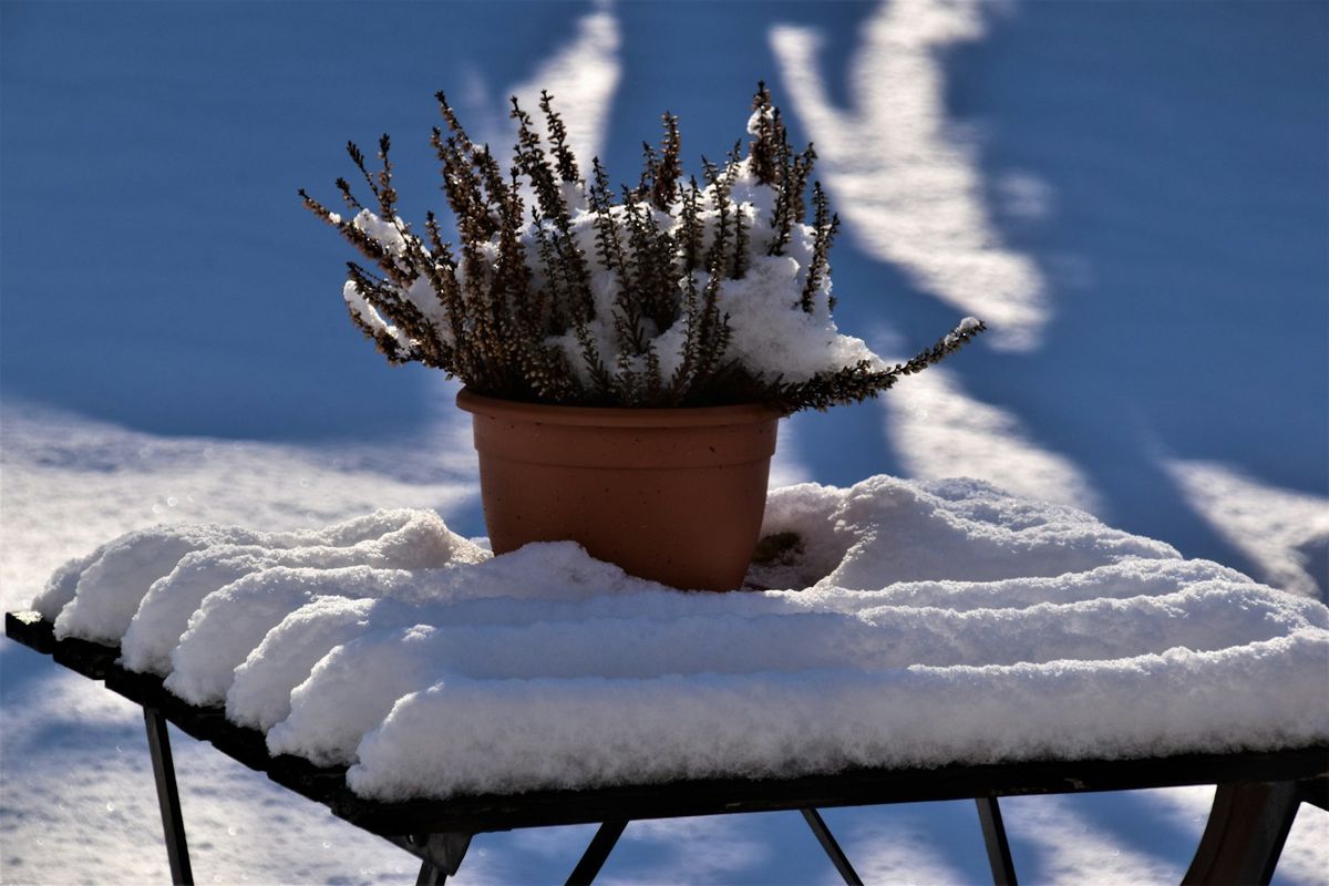 Lyng i leirkrukke dekket av nysnø