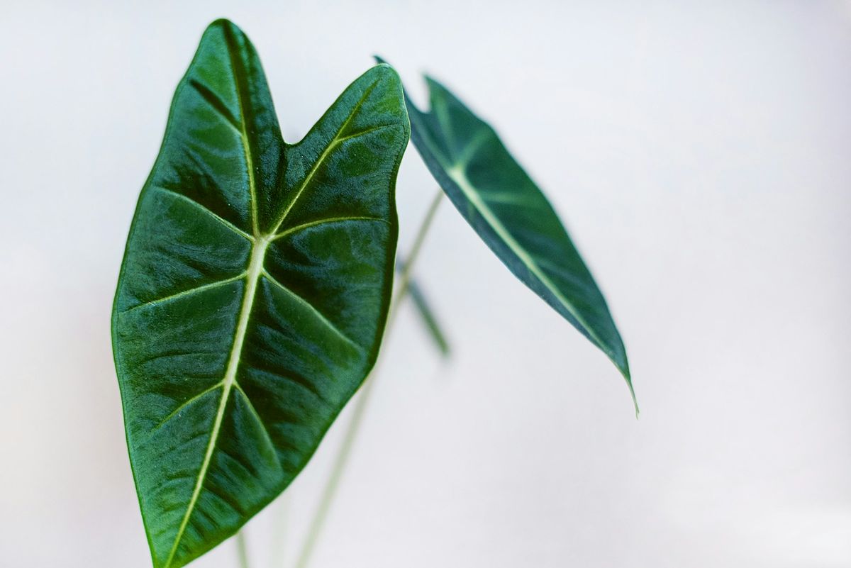 Grønt alocasia-blad på hvit flate