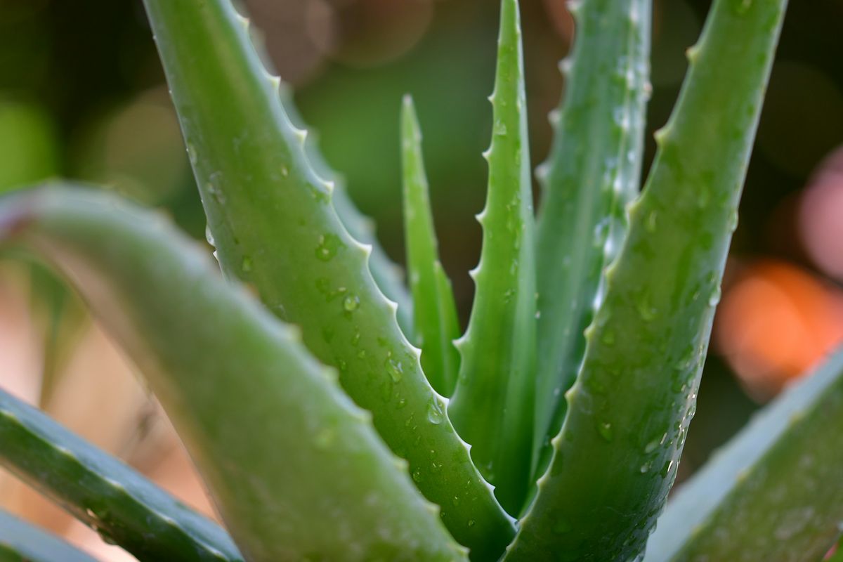 Grønn aloe vera-plante