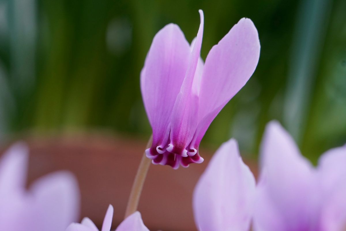 Lilla alpefiol (cyclamen) i blomst i potte