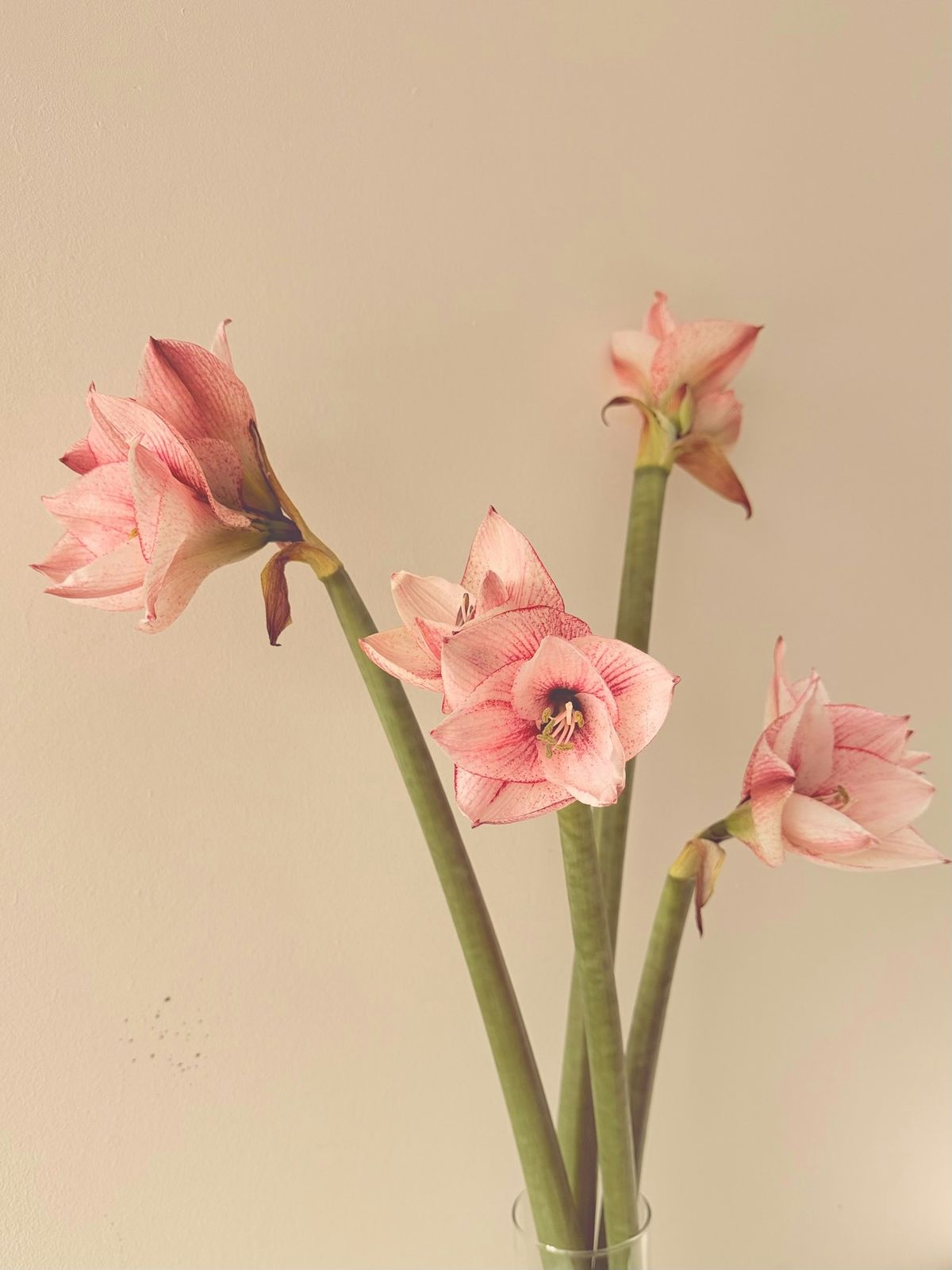 Fire delikate rosa amaryllis-blomster blomstrer mot myk bakgrunn