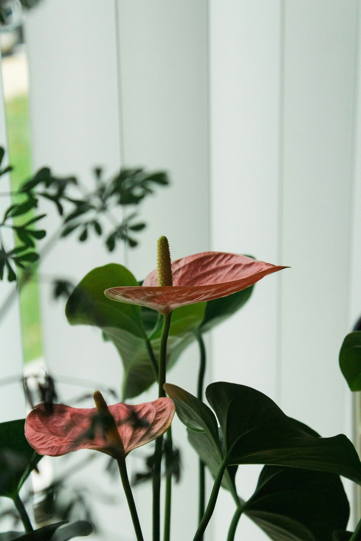 Blomstrende rød anthurium-blomst