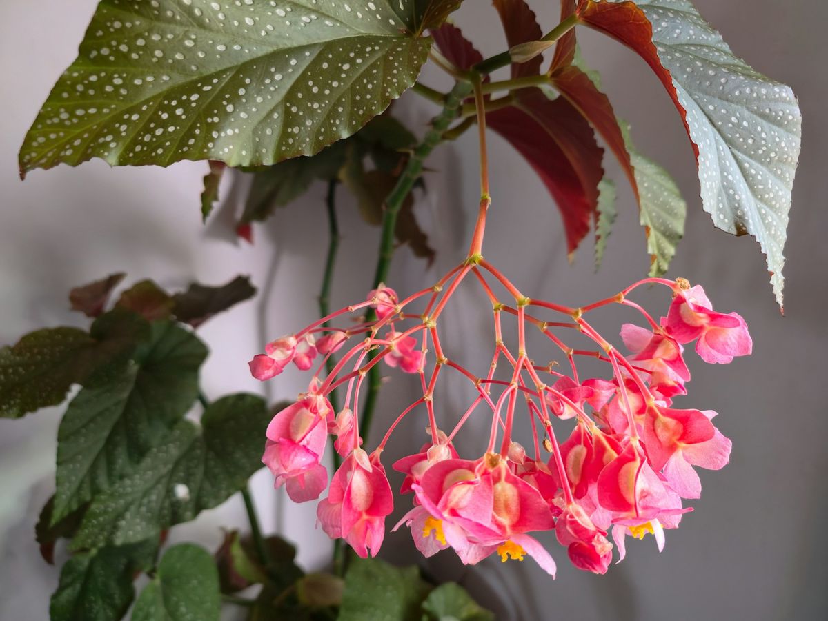 Klase med delikate rosa begonia-blomster