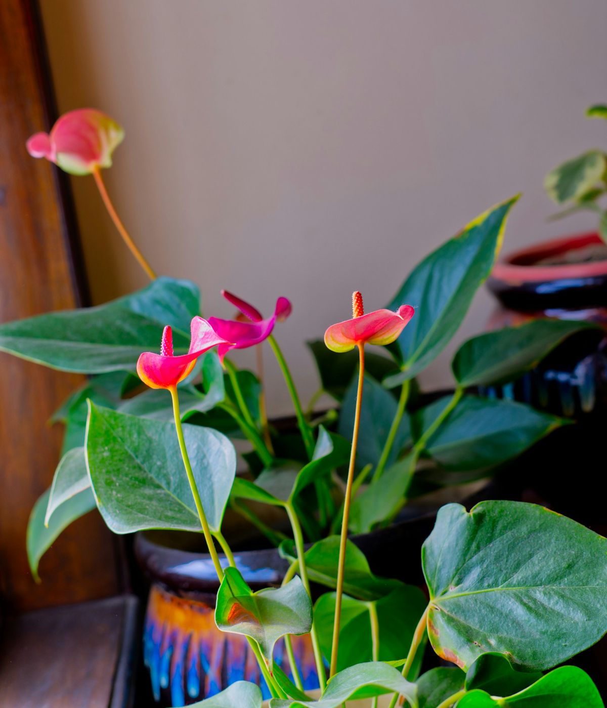 Potteplante med rosa blomster og grønne blader