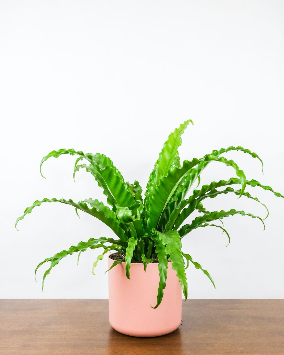 Bregne i brun leirpotte som inneplante