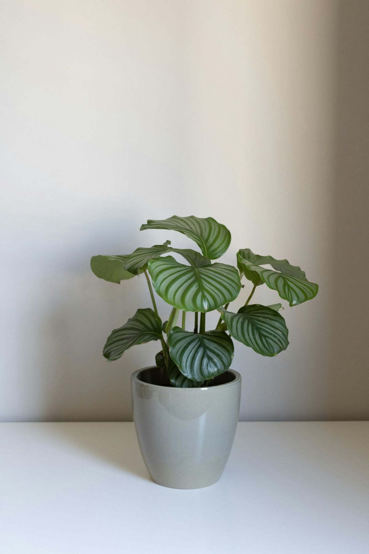 Grønn plante i hvit potte på bord